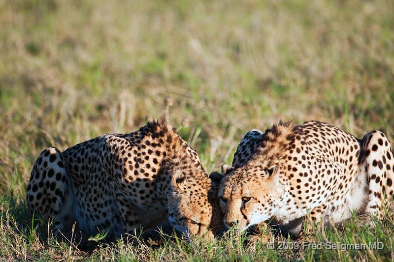 20090618_084447 D300 X1.jpg - Cheetah at Selinda Spillway (Hunda Island) Botswana